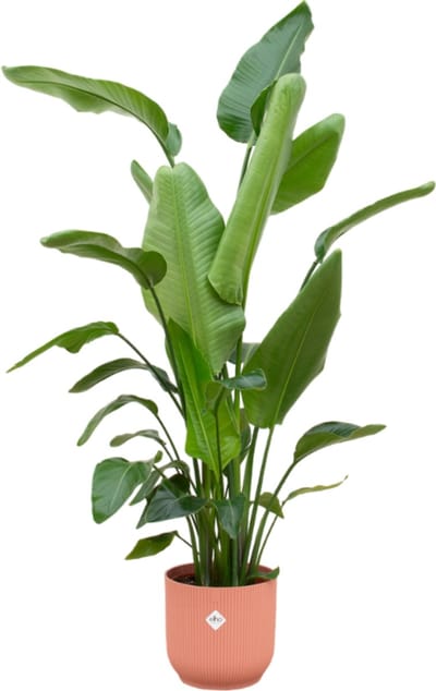 Trendyplants - Strelitzia Nicolai inclusief elho Vibes Fold Round roze - 170 cm - Ø30cm
