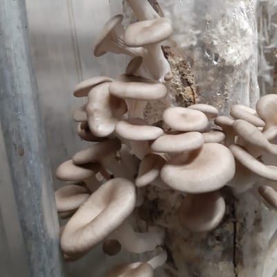 2 zakjes broed / sporen van Grijze Oesterzwam a circa 40 gram van Bransbest