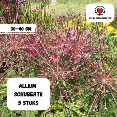Allium Schubertii Bloembollen - 5 Stuks - Sierui - Roze-Paarse Bloei - Maat 18/+