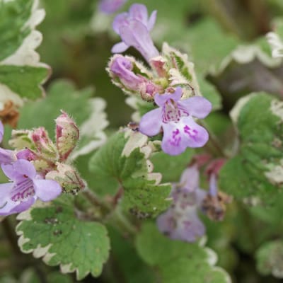 6 x Glechoma Hederacea 'Variegata' - Hondsdraf pot 9x9cm