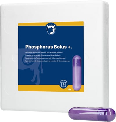 Excellent Fosfor Bolus + – Helpt bij fosforgebrek – 12 x 123 g - Geschikt voor rundvee