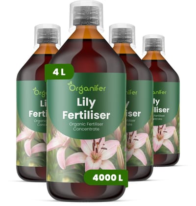 Vloeibare Meststof Voor Lelie 4X1 L Voor 4000 L - Npk 3-4-3 - Geschikt Voor Аlle Leliesoorten - Voor - Stengelstevigheid - Verticale Groei - Knopvorming - Kleurintensiteit - Langdurige Bloemen - Sierwaarde - Voor Snijbloemproductie - Organifer