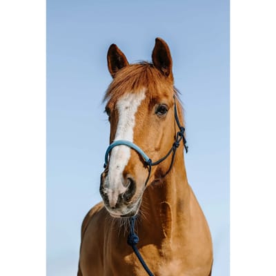 Halster en touwset voor paarden Norton Suède