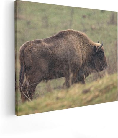 Artaza Canvas Schilderij Buffel - 50x40 cm - Wanddecoratie Dierenkop - Muurdecoratie Wilde Dieren - Kamer Accessoires