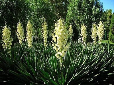 Yucca Filamentosa Zaden - Ornamentale Struik - Tuinieren Gemakkelijk - Makkelijk te Kweken - 25 Zaden - Groen