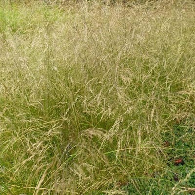 6x Smele - Deschampsia cespitosa 'Schottland' - Pot 9x9cm