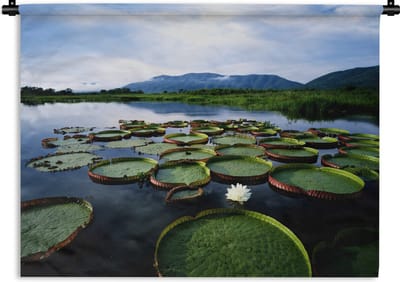 Wandkleed - Wanddoek - De Pantanal aan een rivier met waterlelies in Zuid-Amerika - 60x45 cm - Wandtapijt