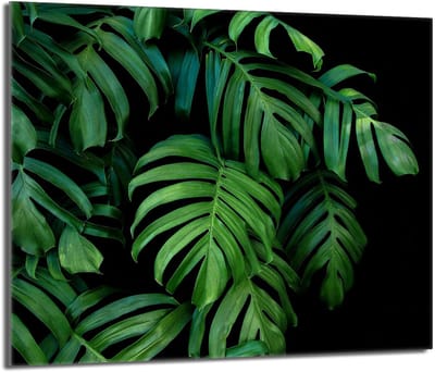 TMK ArtDeko Serie - Glazen Beschermplaat voor Fornuis - 60x52cm - Monstera