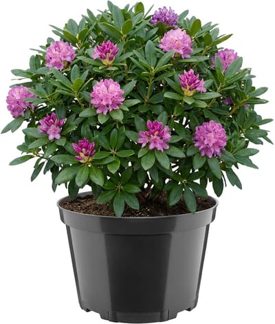 Garronda Ronde kunststof bloempot met drainagegaten voor tuin (Zwart, Ø27 x 17,5 cm (7,5L)) GD-KW-RL