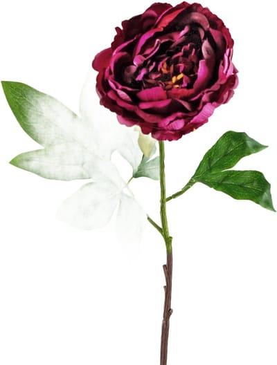 Easyplants | Kunstbloem Pioenroos 61 cm aubergine | Zijde | Nepbloemen | aubergine | Onderhoudsvrij | Kant-en-klaar