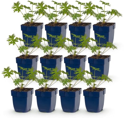 Green boutiQ - Vasteplant - Geranium Johnson's Blue - Ooievaarsbek - Bodembedekkend - Blauw - 12 Planten - Pot 11cm - Hoogte 15-25cm