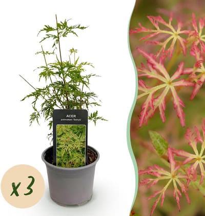 Plantenboetiek.nl | Acer palmatum Seiryu - Groen 3 Planten - Bladverliezend - Weinig Onderhoud - Ø12cm - 25-35cm hoog - Tuinplant
