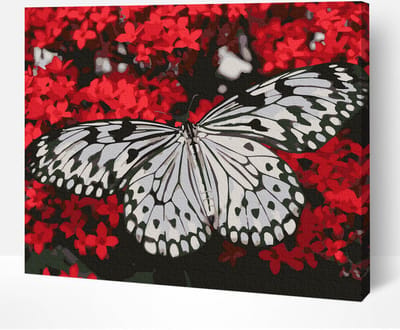 Schilderen Op Nummer Volwassenen DIY Paint By Number Compleet Hobby Pakket op Frame met Vernis - ®Arty Bee - Zwart & Wit Vlinder 50x40cm