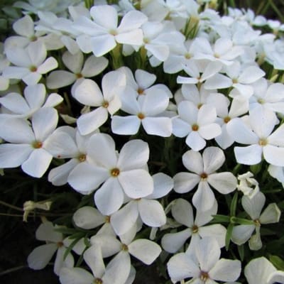 Kussenphlox (Phlox subulata) - White Delight - Kruipende Vlambloem - Vaste planten - Bijen-Vlinders - Geurend - Bodembedekkers - Voorjaarsbollen