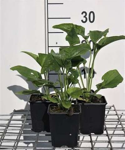 6x Zonnehoed - Echinacea purp. Alba' | pot 9 x 9 cm