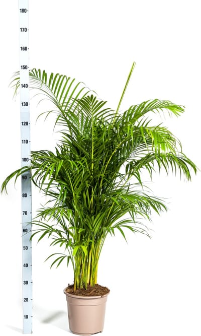 Areca Palm, Tropisch, Groene Kamerplant, Boho-style, Dypsis lutescens Ø27cm - 180cm