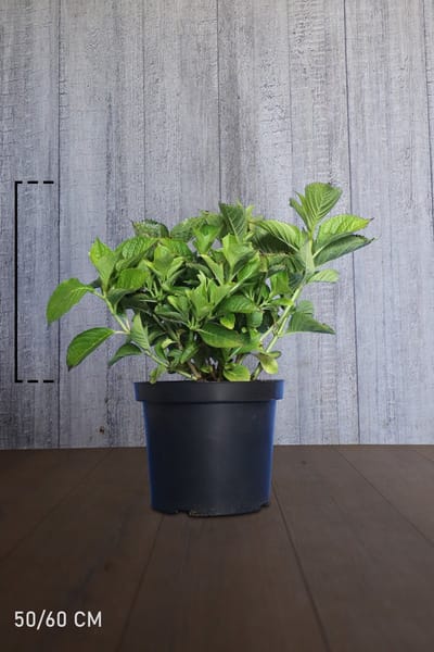 Plants Online - Haagplanten - Heesters - Hydrangea Alpengluhen - Pot 50-60 cm - set van 10 - Bladverliezend - Bloeiende plant - Geschikt als lage haag - Informele haag - Zeer winterhard