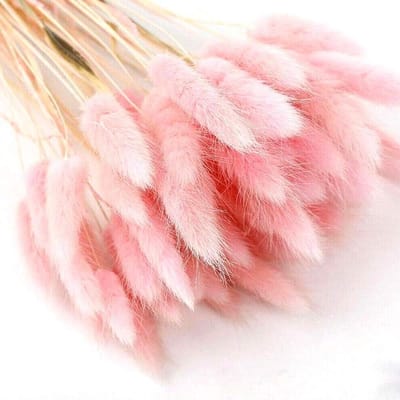 Woondecoratie van Lagurus Ovatus - 50 stuks lichtroze gedroogde bloemen en gras, eeuwige bloemboeket met natuurlijk materiaal, decoratie voor thuis, schietrekwisieten