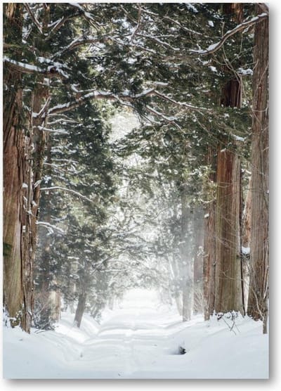 Winter Poster - Sneeuwbos bij Togakushi-heiligdom, Japan - A4 Poster Staand - 21x30cm - Besteposter - Natuur - Landschap