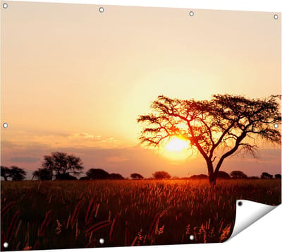 Gards Tuinposter Zonsondergang Achter een Acacia Boom - 120x90 cm - Tuindoek - Tuindecoratie - Wanddecoratie buiten - Tuinschilderij