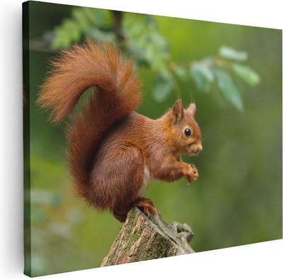 Artaza Canvas Schilderij Eekhoorn - 40x30 cm - Klein - Wanddecoratie Boom - Muurdecoratie Dieren - Kamer Accessoires