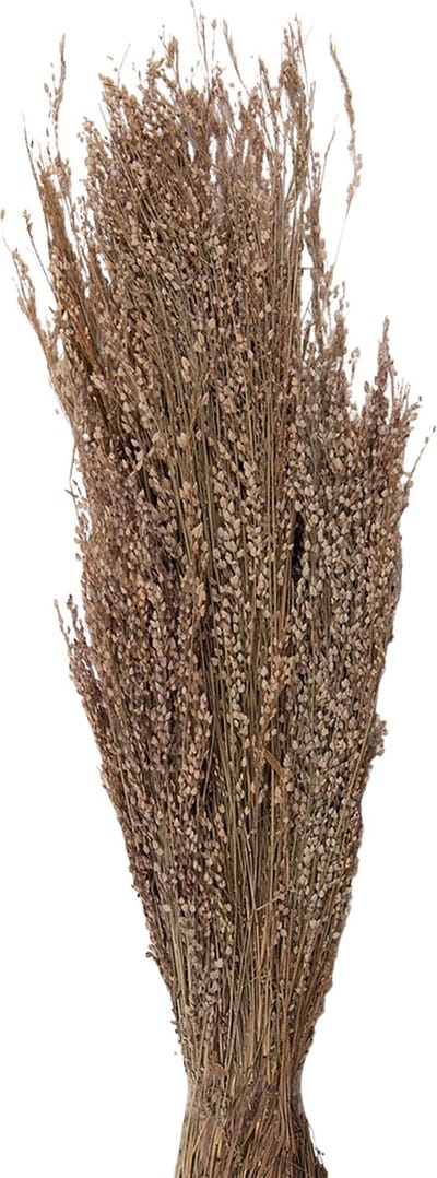 Clayre & Eef Droogbloemen 55 cm Beige Droogbloemen