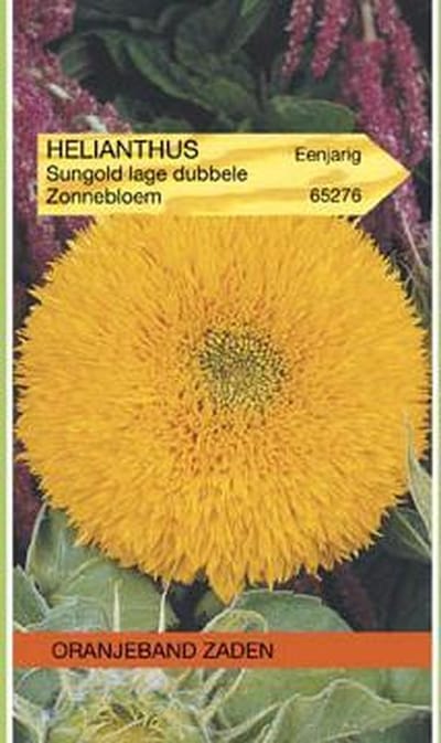 Oranjeband - Zonnebloem Sungold Dubbelbloemig Laag 50cm