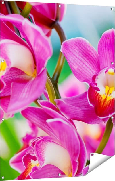Gards Tuinposter Licht Paarse Orchidee Bloemen - 90x120 cm - Tuindoek - Tuindecoratie - Wanddecoratie buiten - Tuinschilderij