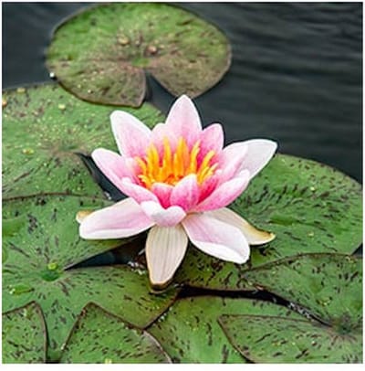 Moerings Nymphaea Laydekeri Lilacea | Waterlelie | In 3L Mand