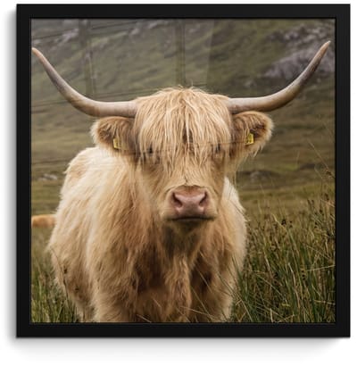 Poster in lijst - Fotolijst 40x40 cm - Posters - Schotse hooglander - Bergen - Grasveld - Posterlijst zwart - Decoratie - Wanddecoratie woonkamer - Muurdecoratie slaapkamer