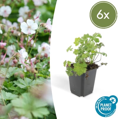 Tuinplantenshop.com | Geranium cant. 'Biokovo' | 6 stuks - Ø9cm - 10-25cm hoog - Tuinplant