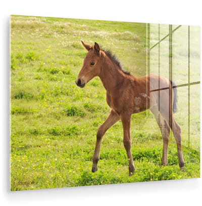 ® Glasschilderij 160x120 cm - Schilderij acrylglas - Een wandelend paard in een weiland - Foto op glas - Muurdecoratie woonkamer - Wanddecoratie slaapkamer - Schilderijen