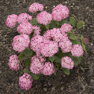 Hydrangea a. Ruby Annabelle - Set van 4 - Hortensia - Roze Rode Bolbloem - Pot 3 Liter