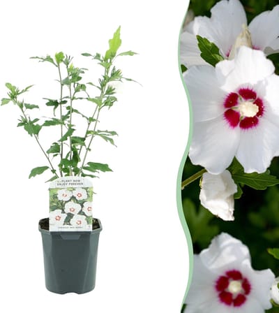Plantenboetiek.nl | Hibiscus syriacus Red Heart - Bloem Wit Met Rood Hart - Bladverliezend - Weinig Onderhoud - Ø18cm - 35-45cm hoog - Tuinplant