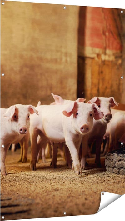 Gards Tuinposter Varkens op een Boerderij Stal - 100x150 cm - Tuindoek - Tuindecoratie - Wanddecoratie buiten - Tuinschilderij