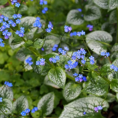 Brunnera macrophylla 'Sea Heart' - Kaukasisch vergeet-mij-nietje - Wortelgoed - 5 stuks