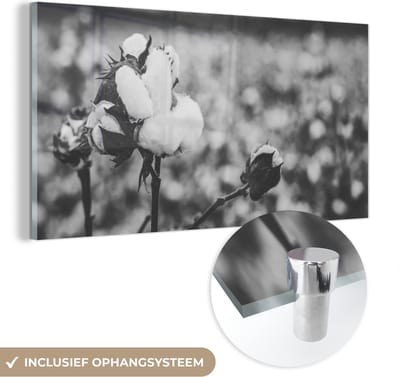 MuchoWow® Glasschilderij 40x20 cm - Schilderij acrylglas - Katoen - Planten - Zwart - Wit - Foto op glas - Schilderijen