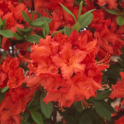 Plants Online BV - Planten - Tuinplanten - Heesters - Set van 1 - Rhododendron (AK) 'Hotspur Red'
