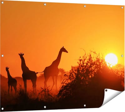 Gards Tuinposter Drie Giraffe Silhouetten bij Zonsondergang - 120x90 cm - Tuindoek - Tuindecoratie - Wanddecoratie buiten - Tuinschilderij