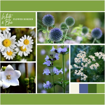 Borderpakket Wit en Blauw (6 planten: 1 m²) - Bijen-Vlinders - Snijbloemen - Vaste planten - bloeit in Juli / Augustus / September
