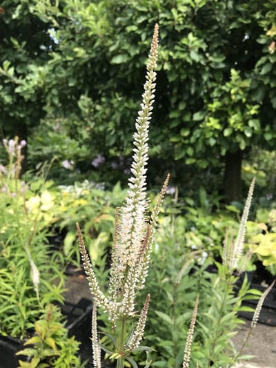 6 x Veronicastrum virginicum 'Diana' - Virginsche Ereprijs - P9 Pot (9 x 9cm) - Dima Vaste Planten
