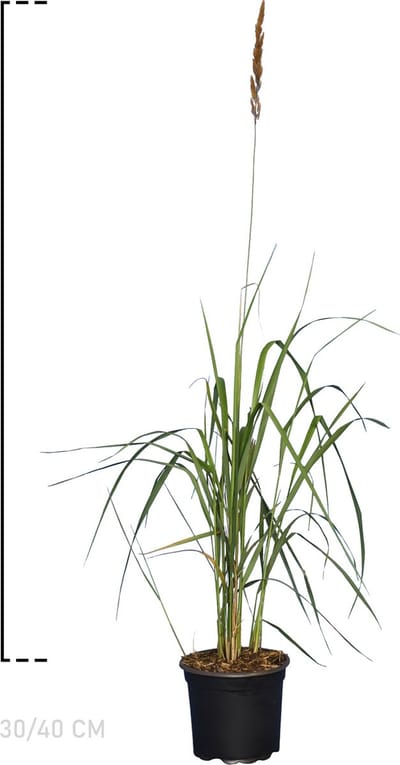 Plants Online - Tuinplanten - Siergrassen - Struisriet 'Karl Foerster' - Pot 30-40 cm - set van 10 - Bladverliezend - Bloeiende plant - Groeit opgaand - Zeer winterhard