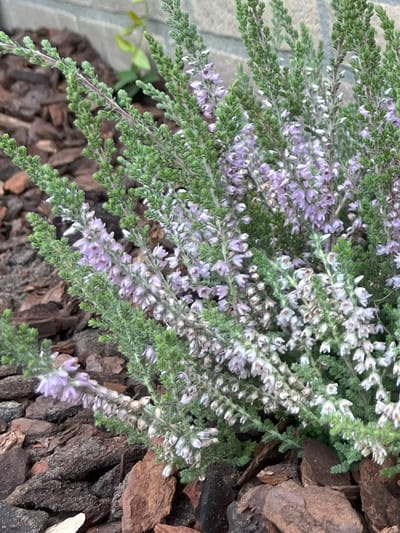 Zomerheide Grijs/Paars - 10 Stuks - Calluna vulgaris 'Silver Knight' - P9.5 - Plant - Tuinplant - Heide