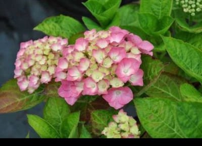 2 x Hydrangea macr. 'King George Vll' ( 'romance') - Boerenhortensia, Bolhortensia 25- 30 cm in pot