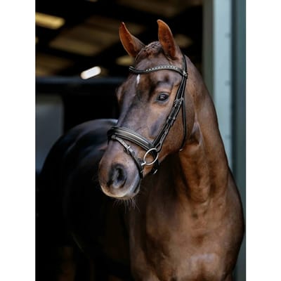 Bridons ruiterij voor dressuurpaard LeMieux