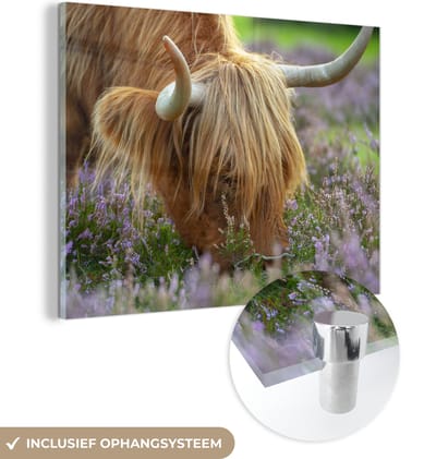 MuchoWow® Glasschilderij 160x120 cm - Schilderij acrylglas - Schotse Hooglander - Hoorns - Heide - Foto op glas - Schilderijen