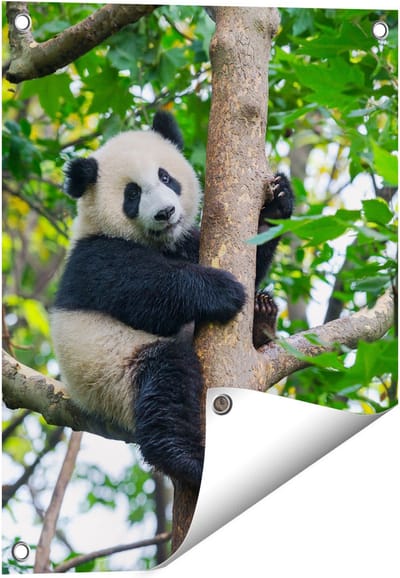 Gards Tuinposter Panda in de Bomen - 40x50 cm - Tuindoek - Tuindecoratie - Wanddecoratie buiten - Tuinschilderij