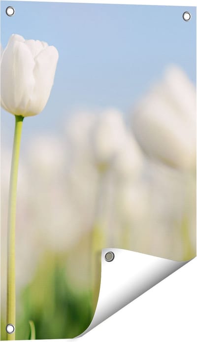 Gards Tuinposter Witte Tulpen - Bloemen - 40x60 cm - Tuindoek - Tuindecoratie - Wanddecoratie buiten - Tuinschilderij