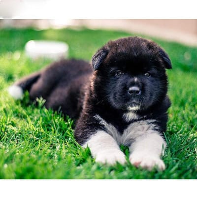 Peinture diamant chien noir Akita, broderie complète, image ronde en strass, point de croix 20X30CM black