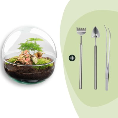 Terrarium - Dome Red - ↑ 20 cm - Ecosysteem plant - Kamerplanten - DIY planten terrarium - Mini ecosysteem + Hark + Schep + Pincet